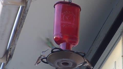 Humming birds, and homemade hummingbird food