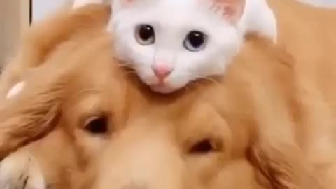 Dog and kitten quietly together.