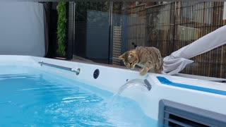 Bengal Cat Splashes In Water Feature