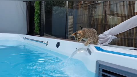 Bengal Cat Splashes In Water Feature