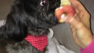 Black dog eating apple in sofa