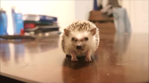 Cute little Hedgehogs try not to awww!