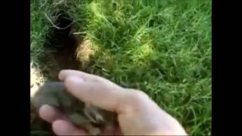 Cute and Cute Binky Baby Bunnies