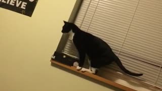 Cat misses jump to chair