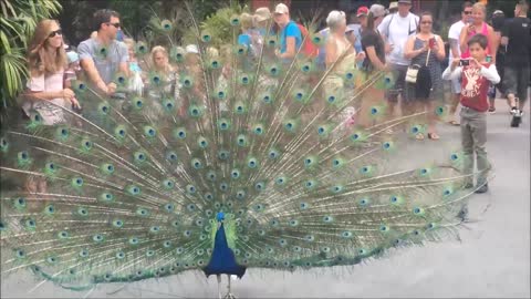 Peacock Open Its Feathers