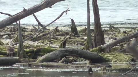 360-3 Toussaint Wildlife - Oak Harbor Ohio - Continue Killdeer And Sandpiper Video