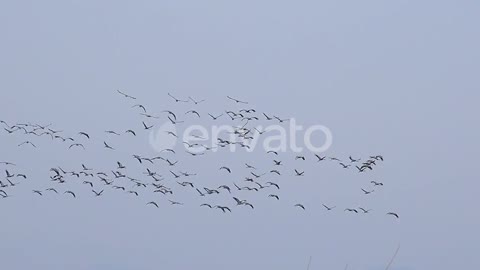Large and Crowded Flocks of Cranes Flying in the Sky