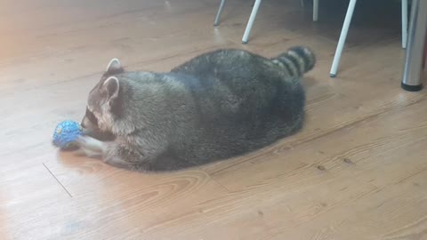 Clever raccoon solves toy puzzle for treats