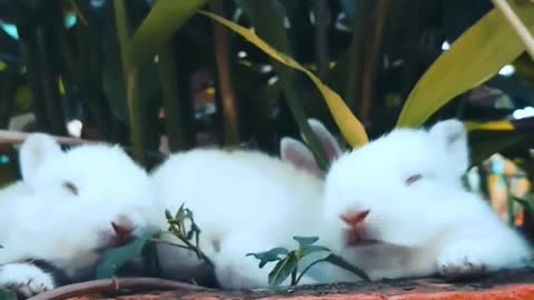 Cute Rabbit 😍|Rabbit Baby 🥰|My Bunny🐇|#shorts #cute #animal #rabbit #baby #status #youtubeshorts