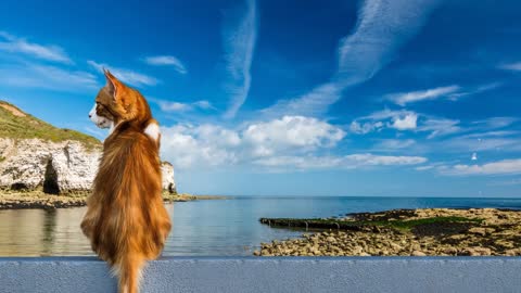 Cat Ocean Sea Water Coast Clouds Travel By