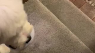 Good boy does stairs for the first time