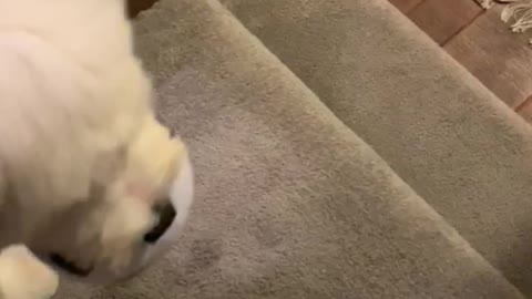 Good boy does stairs for the first time
