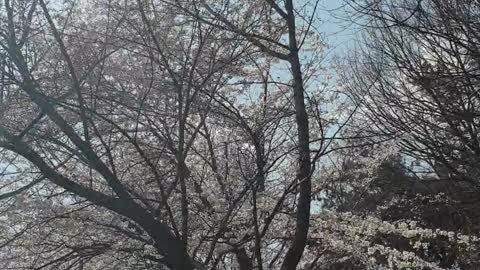 Cherry blossom road in the city streets.