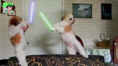 Jedi dogs