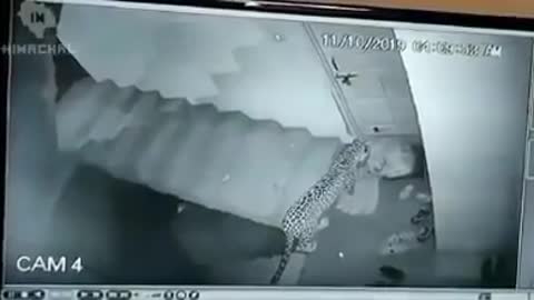 Vídeo registra ataque sorrateiro de Leopardo em cachorro