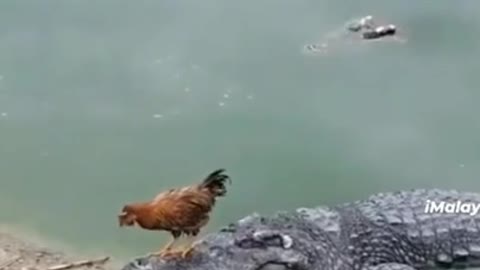 Crocodile and Hen funny videos