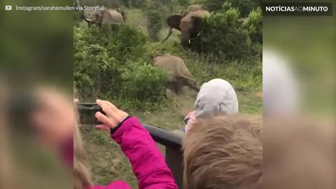 Filhote de elefante escorrega ao lado de turistas na África do Sul