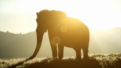 old african elephant walking in savannah against sunset