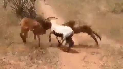 amazing animal fight