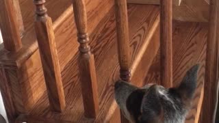 Small dog tries to play with cat through stairs cat runs away dog barks at it