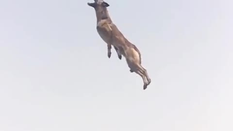 Dog super high jump to catch ball