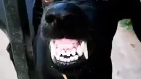 Dog funy style short videos