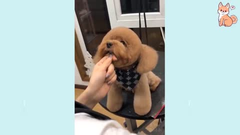 Cute Puppies Funny moment cough on camera