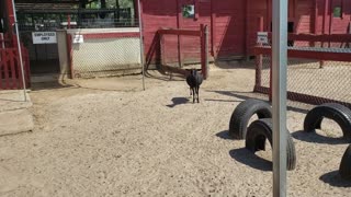 Petting zoo in Ocala Florida