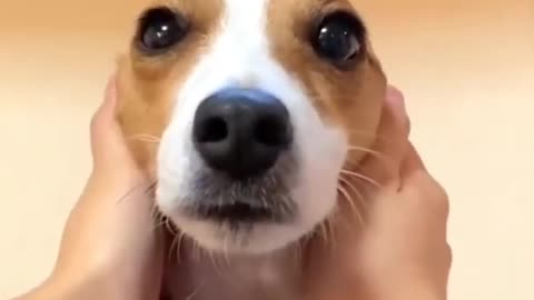 Dog Meme with Window Sound