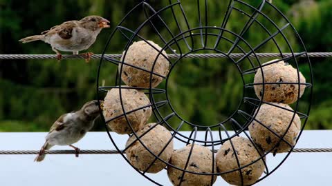 A bird eats food balls