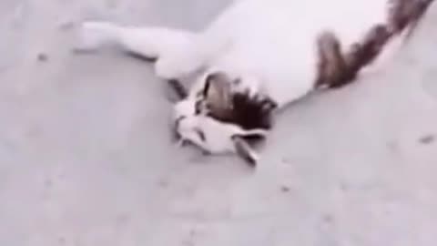 The Cat Fall Down Afraid Of A Dog