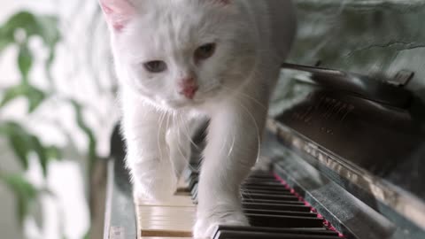 A Woman Kitten Walking Over The Piano Keyboard Up!