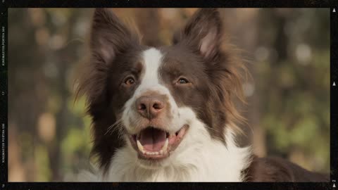 Smiling dog,a brown and white dog smile at the cemra