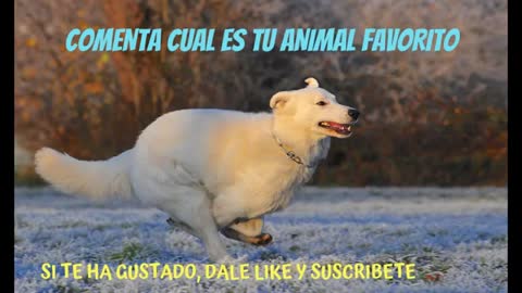 videos divertidos de perros y demas mascotas