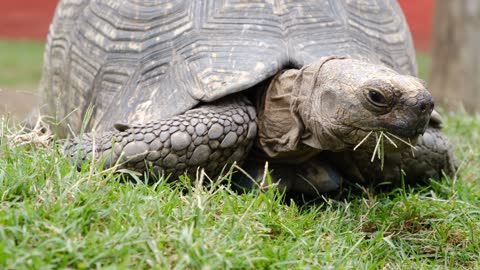Giant tortoise calmly grazing a grass