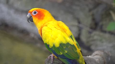 Parrot bird with its wonderful colours.