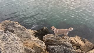 Friendly Doggie Meets Dolphin