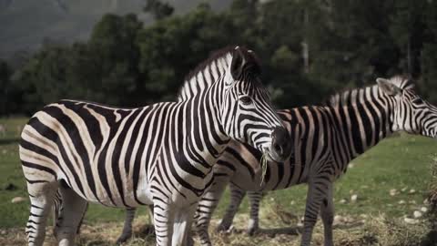 Zebras, in the wild, Kenya