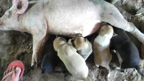 Mommy Pig in the Five puppies.