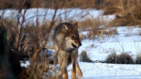Wolf | Animals | Carnivore | Wild | Hunt | No Copyright Video | Stock footage