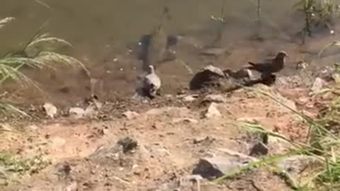 That was a great escape,this poor bird didn`t realized the danger from the water