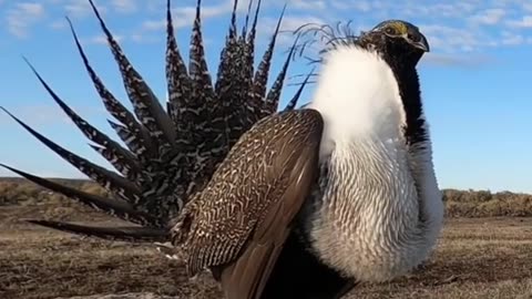 Male Greater sage-grouse displaying in Utah,