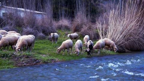 The Mammal Animal Sheep Near The River
