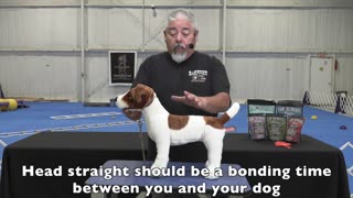 Hand Stacking Show Dogs with Eric Salas