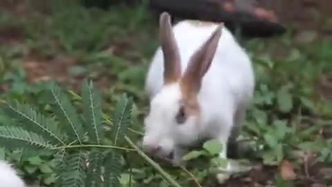 rabbits making a good vegetable-based meal