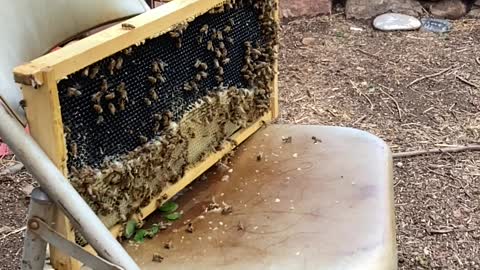 Honey bees cleaning up some leftover honeycomb