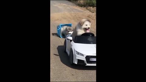 2024's Funniest Animal Videos: Adorable dogs and cats