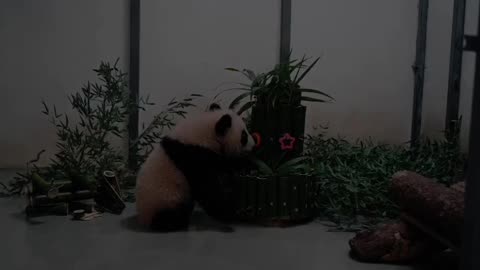 Baby Panda Bear enjoying special treats for lunar new year