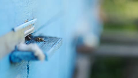 Honey bees swarming and flying around their beehive