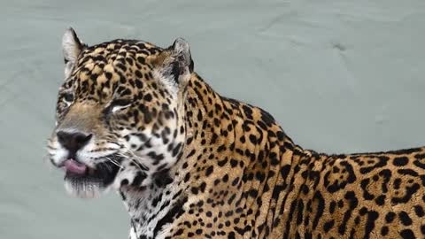 Wildlife jaguar couple brazilian fauna swamp atlantic forest brazilian brazil